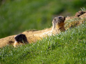 image009